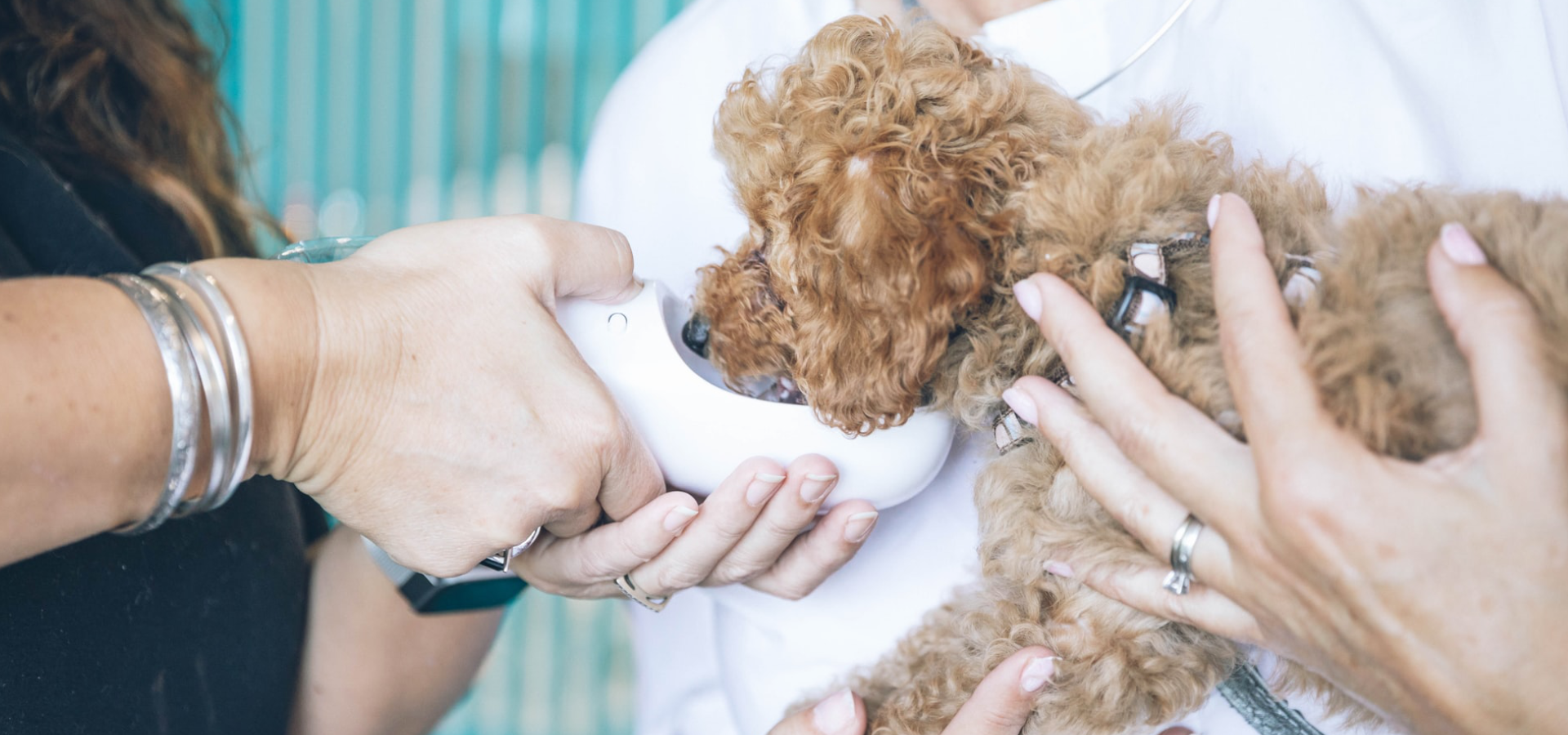 What criteria do veterinarians use to prescribe antimicrobials to pets?