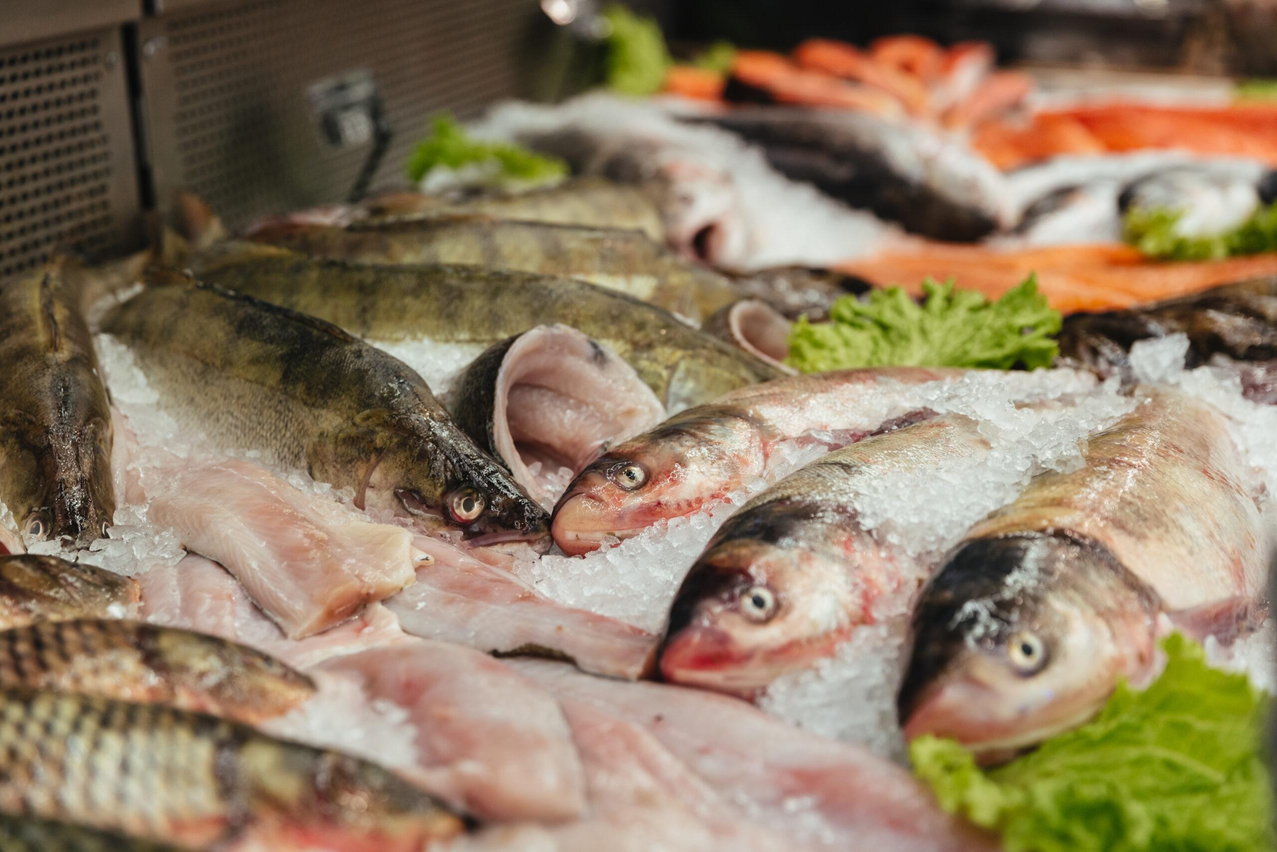 Investigadores do ISPUP apresentam recomendações sobre o consumo de pescado para população portuguesa